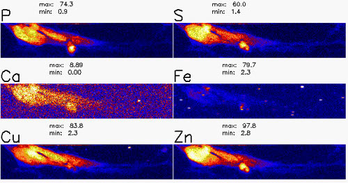 Distribution of key elements in neuron cells