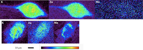XFM manganese images