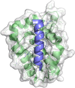 Bcl-2 family protein bound to natural BH3 (Czabotar, WEHI)