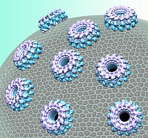 Oyster mushroom's pleurotolysin proteins join forces to penetrate cell membranes