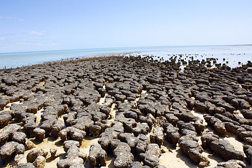 Stromatolites