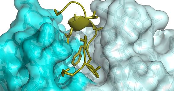 Alzheimer's peptide interacting with drug (SVI image)