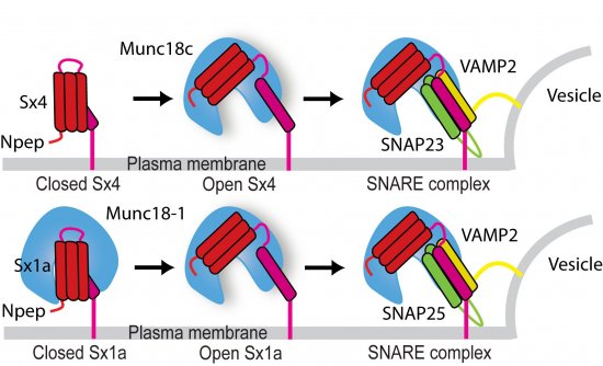 SynchrotronImage1SNAREetc_1.jpg